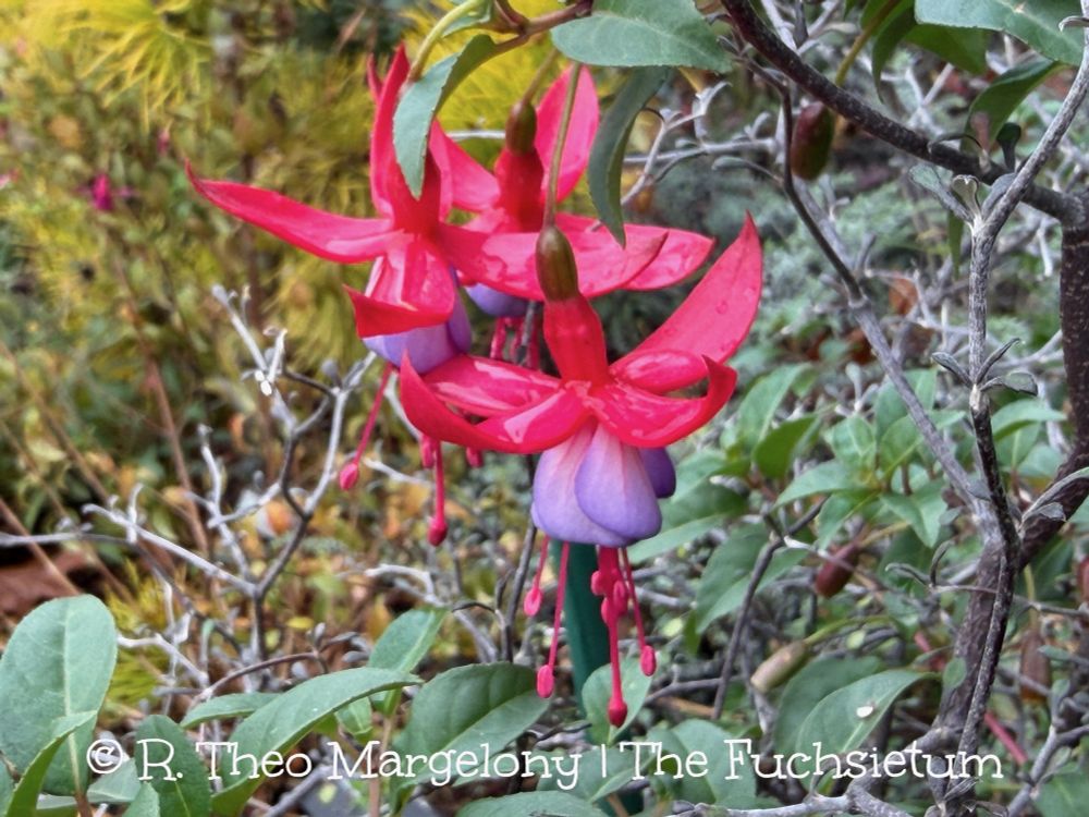 Fuchsia ‘Surprise’. #Gardening
