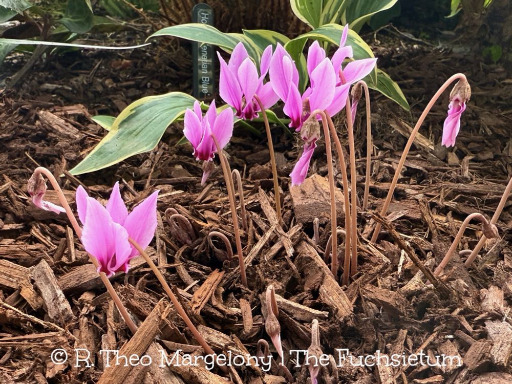 Hardy cyclamen flowers. 
 
