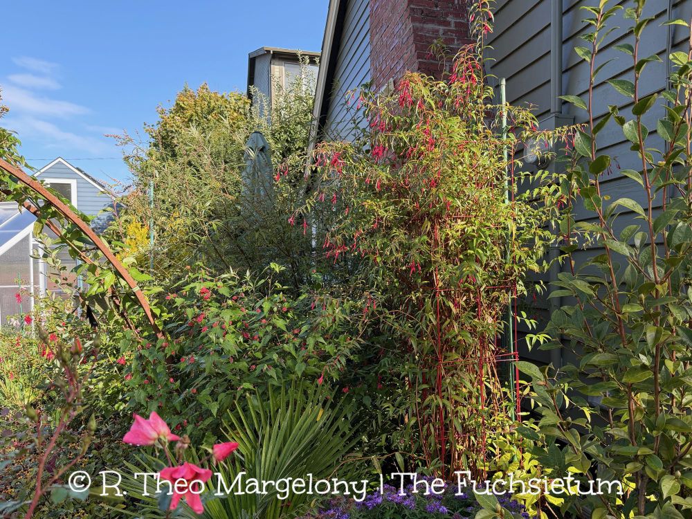 Fuchsia hatschbachii.  #Gardening