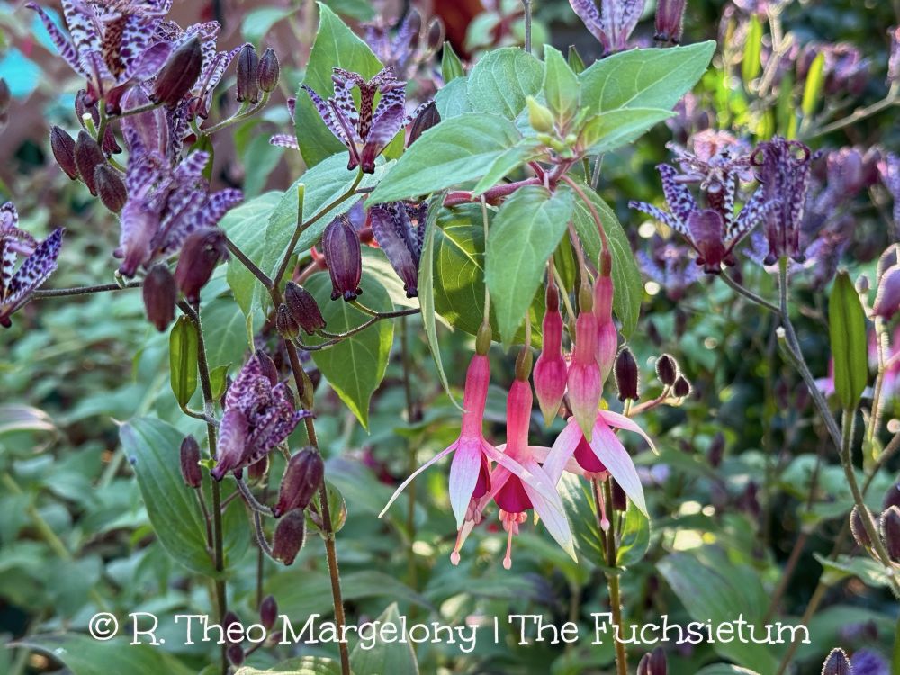 Tricyrtis formosana ‘Dark Beauty’ and Fuchsia ‘Chickadee’.  #gardening
