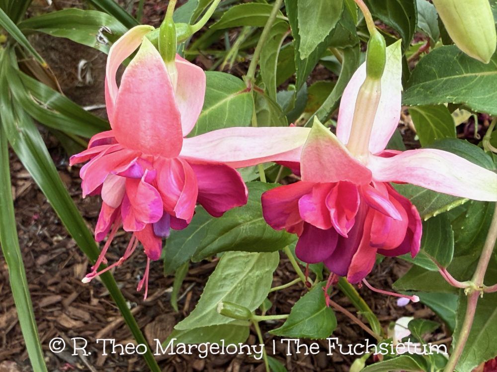 Fuchsia "Stella Mae'. #Gardening