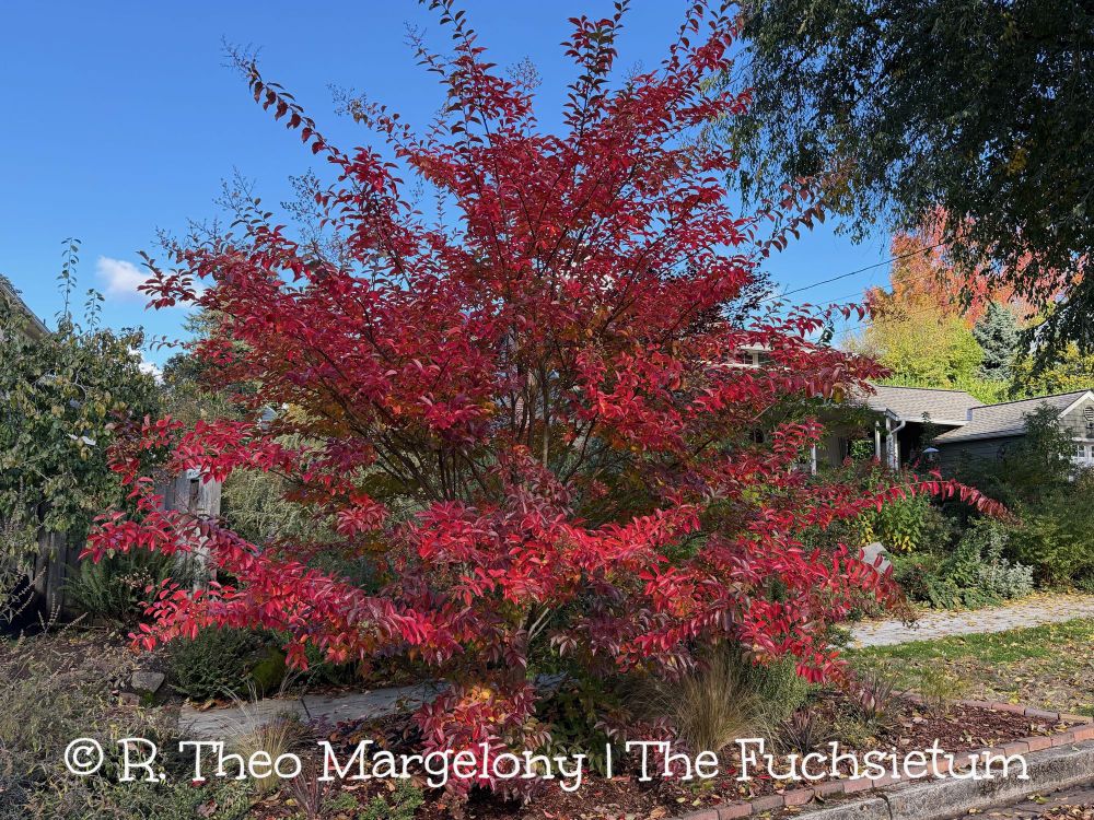 Lagerstroemia ’Muskogee’.  #Gardening 