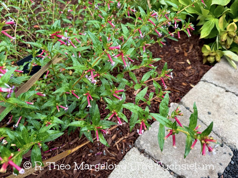 Cuphea ‘Kristen’s Delight’.  #gardening 
