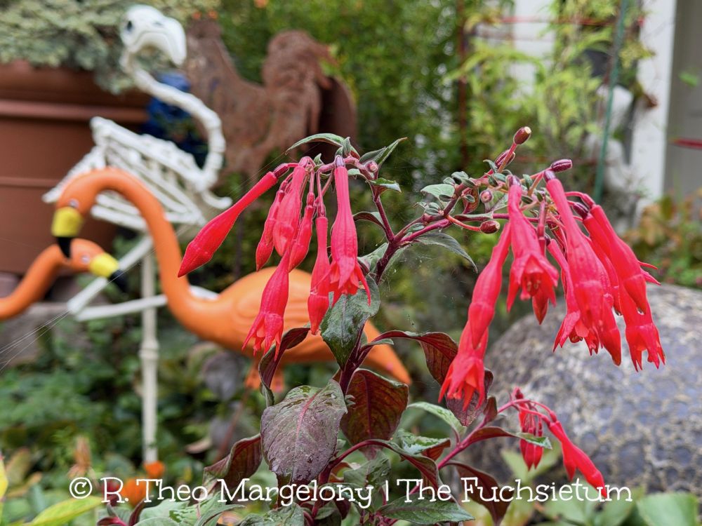 Fuchsia ‘Göttingen’. #gardening