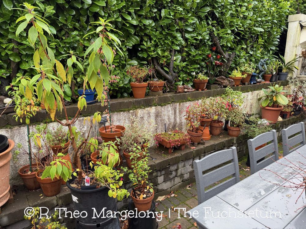 Fuchsias.  #Gardening 