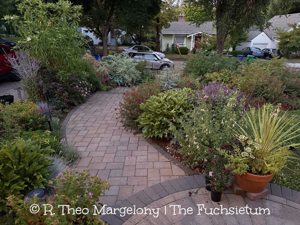 Dawn in the garden.  #gardening 