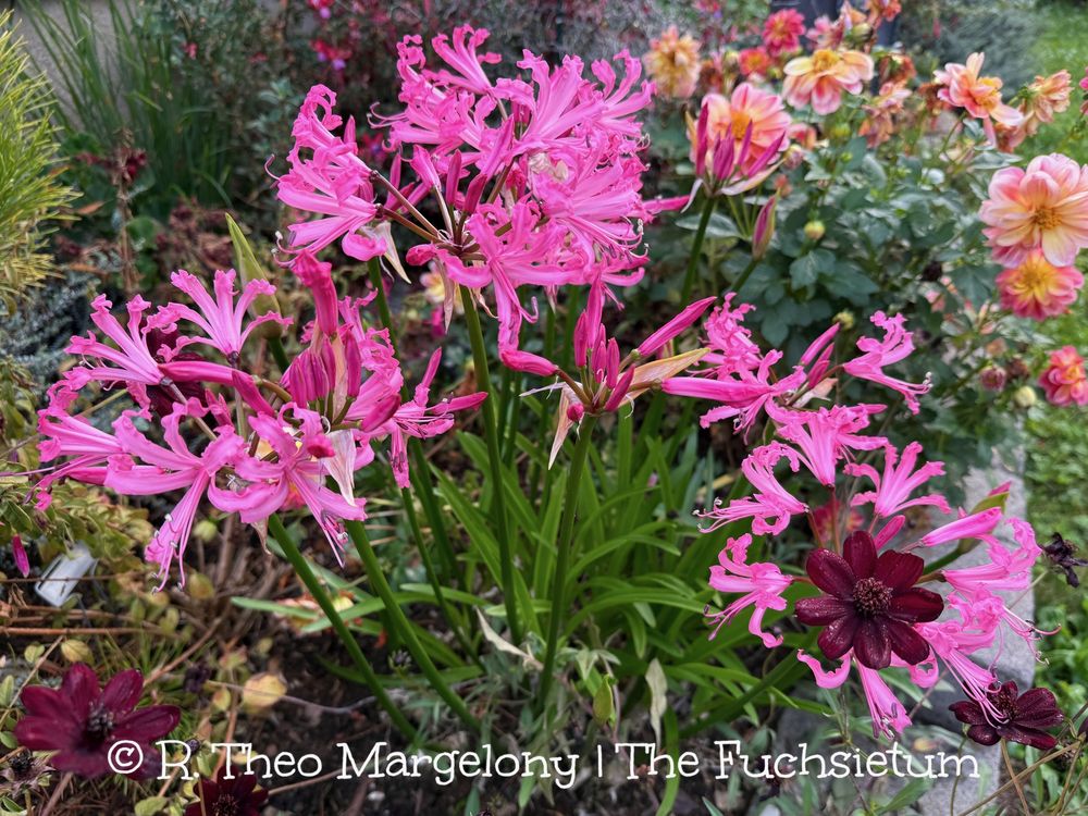 Nerine bowdenii 'Isabel’.  #gardening 