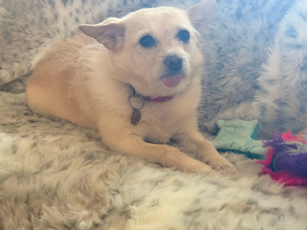 Pomeranian Chihuahua gremlin/ghoul/gargoyle mix sitting on chair with her tongue sticking out because she doesn’t have front teeth 