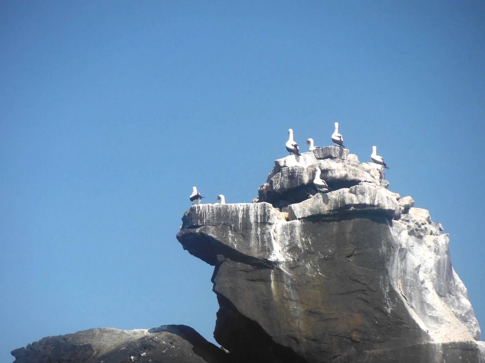 More birds on big rock in Galapagos 