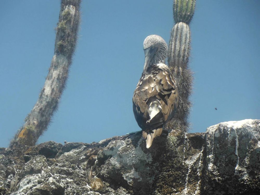 Bird on rocks in Galapagos 