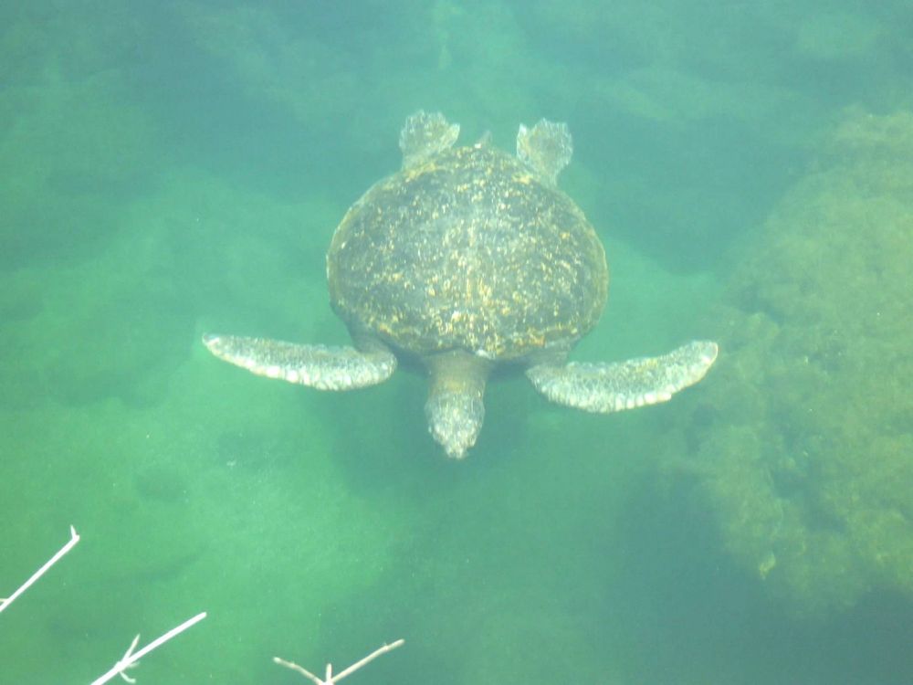 Sea Turtle under water in Galapagos 