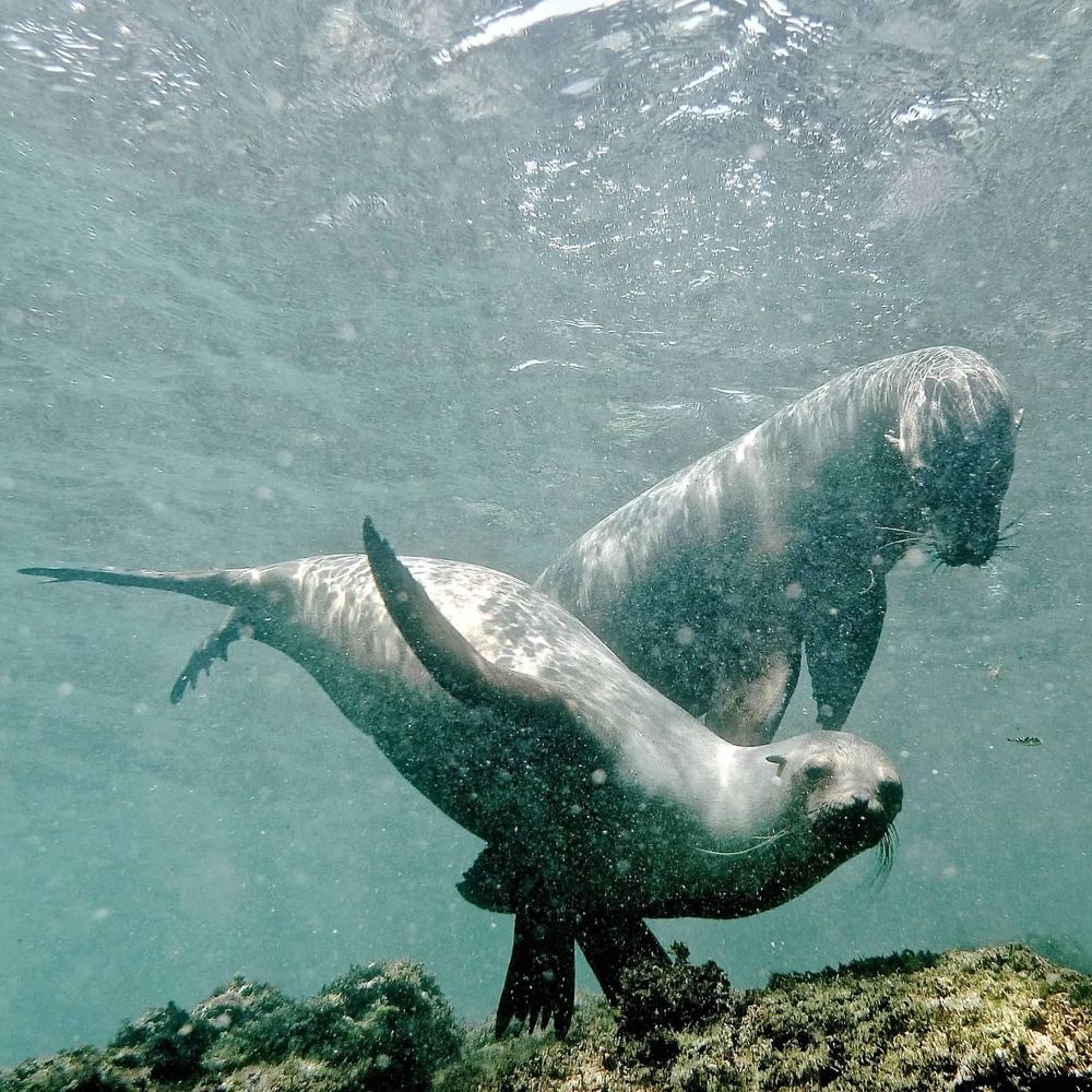 Sea lions - Galápagos Islands 