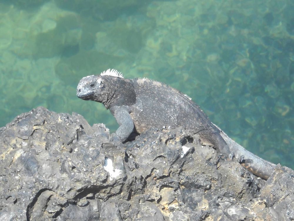 Iguana on rocks in Galapagos