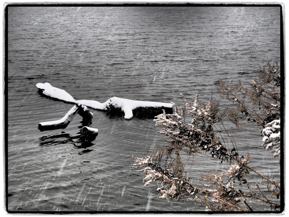 Broken tree branches poking up from a pond, covered in snow; wet snow falling.