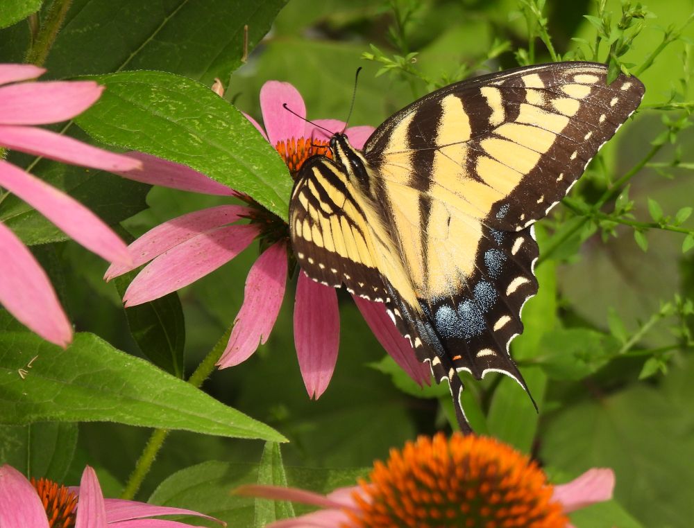 Yellow and black striped tiger swallowtail butterfly. Its wings are spread as it rests on a purple coneflower (echinacea). 