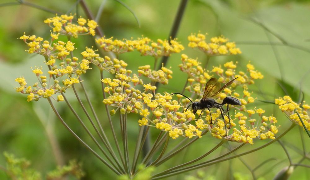 A thread-waisted black wasp (sphecid family, I think) enjoying the tiny yellow flowers on bronze fennel