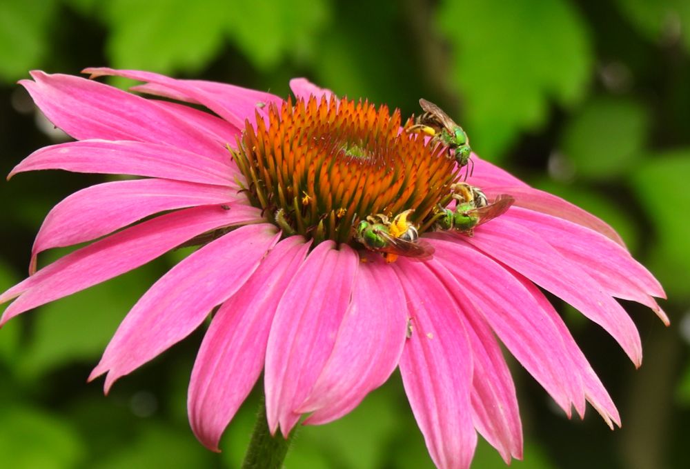 3 virescent sweat bees, with metallic green heads and thoraxes and yellow and black striped abdomens, circle around the edge of a purple coneflower's center. The pollen on their back legs looks like fuzzy yellow chaps.