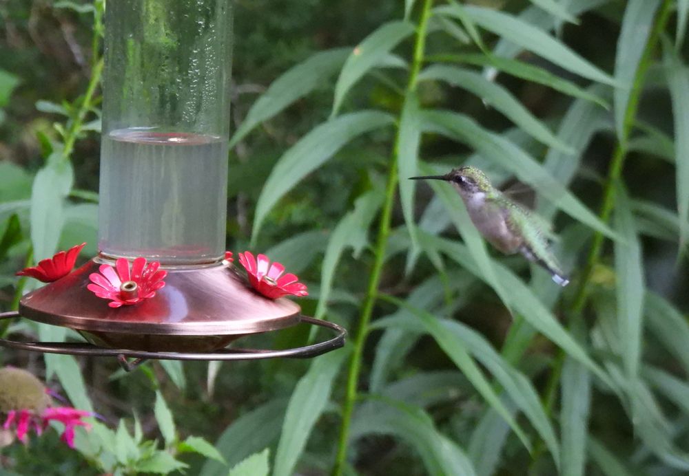 A female ruby throated hummingbird hovers near a hummingbird feeder. In the background are tall stalks of goldenrod that I need to clear out of the hummingbird garden.