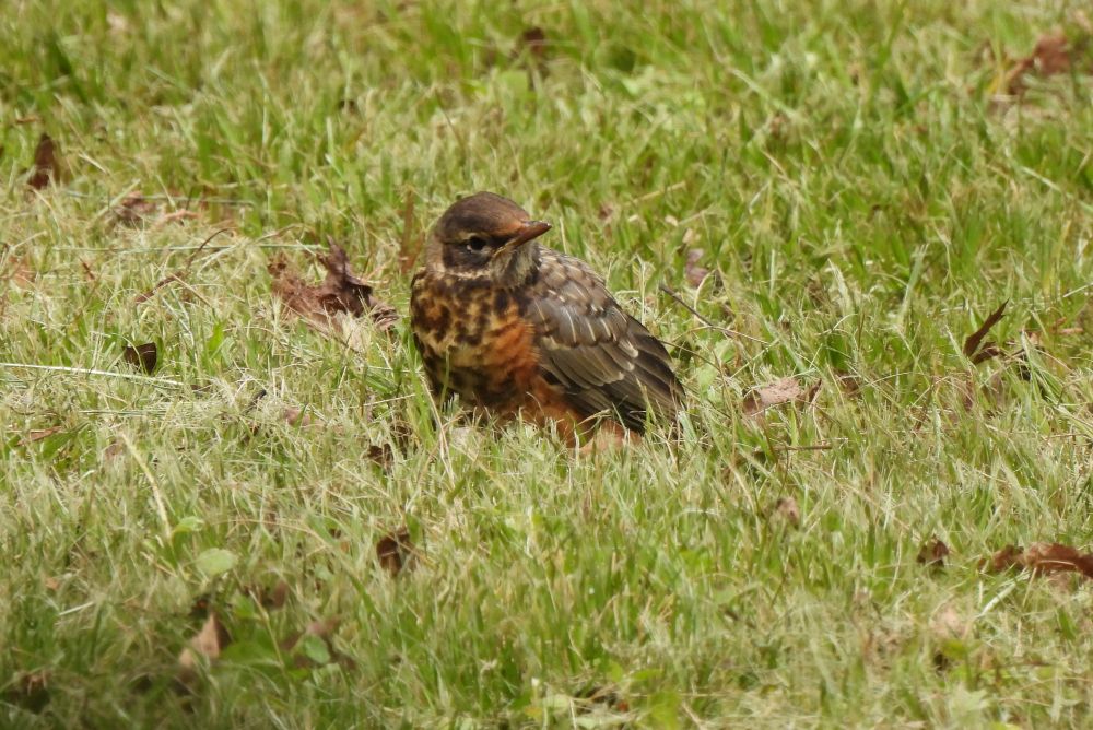 Juvenile robin standing in the grass, hoping its parents bring some food