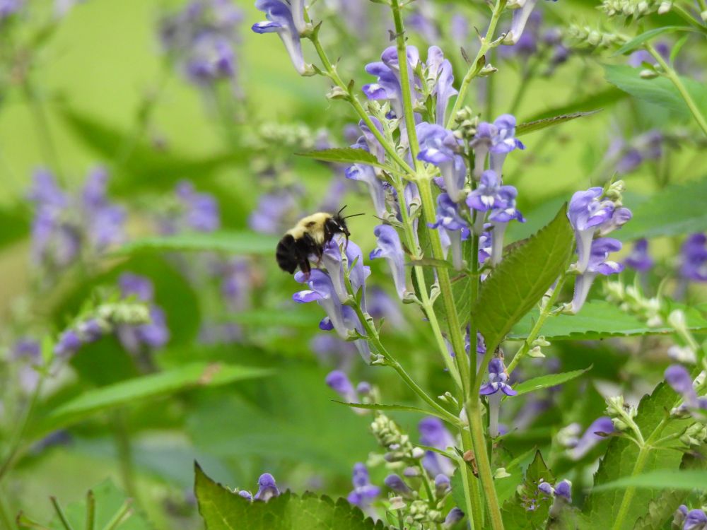 Bumblebee hovering amid the small purple blooms of downy skullcap.