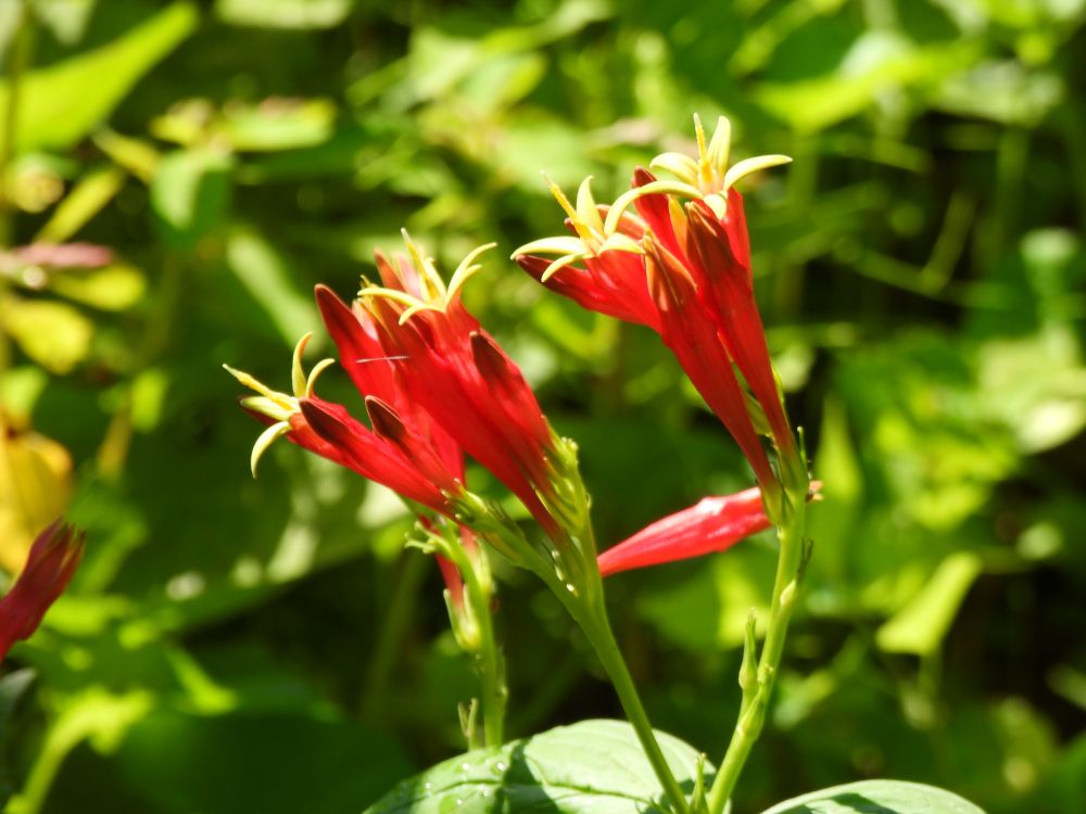 Bright red tubular flowers with yellow tops that spread into 5 petaled stars. 