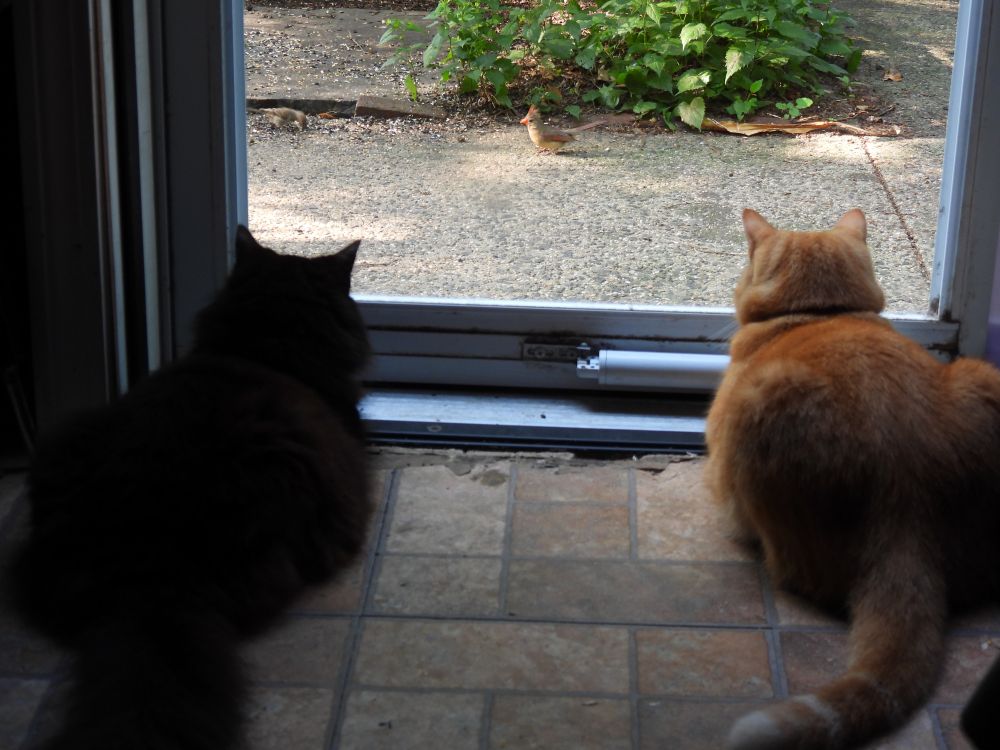 Fluffy black cat (left) and not so fluffy orange cat (right) lay on the floor in front of the storm door staring out the window at a female cardinal (upper center) standing on the sidewalk.