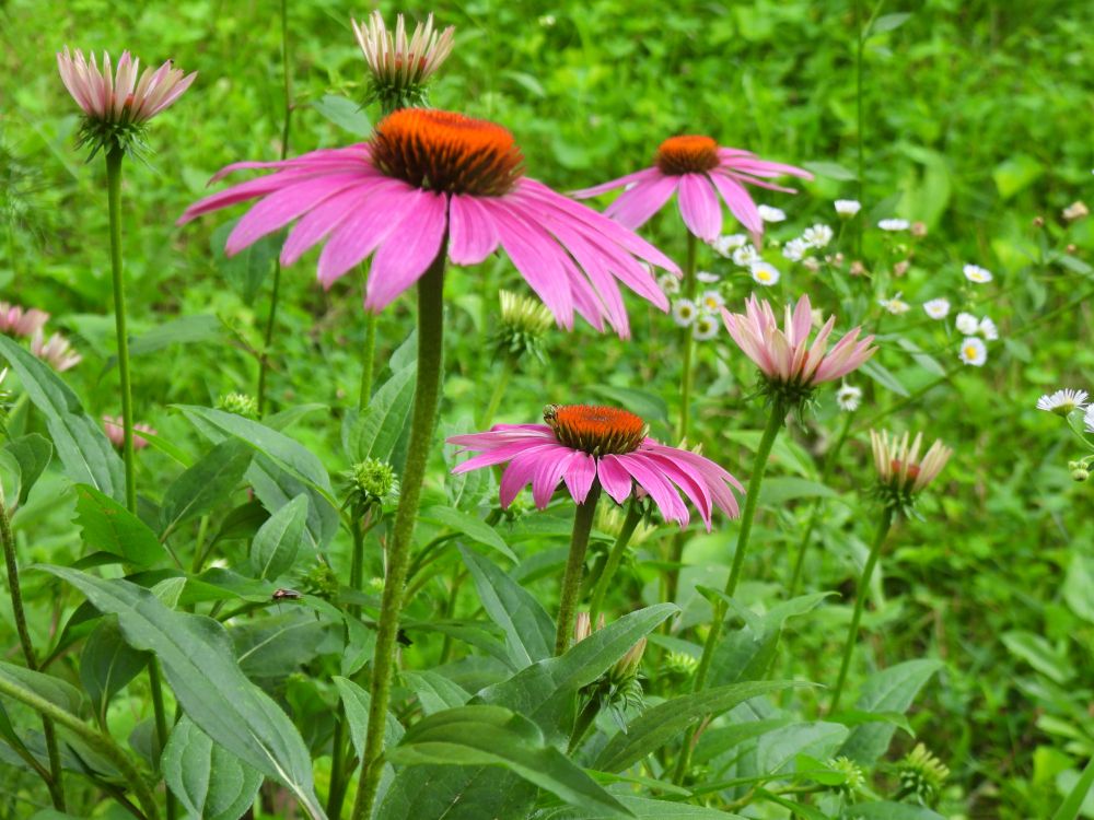 Three fully open purple coneflowers seen level with the camera with several other partially open blooms in the background