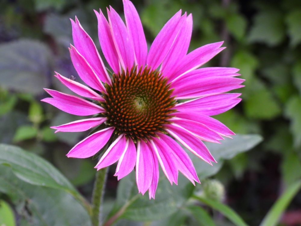 The flower face of a not completely open purple coneflower, its hot pinkish purple petals still unfolding.