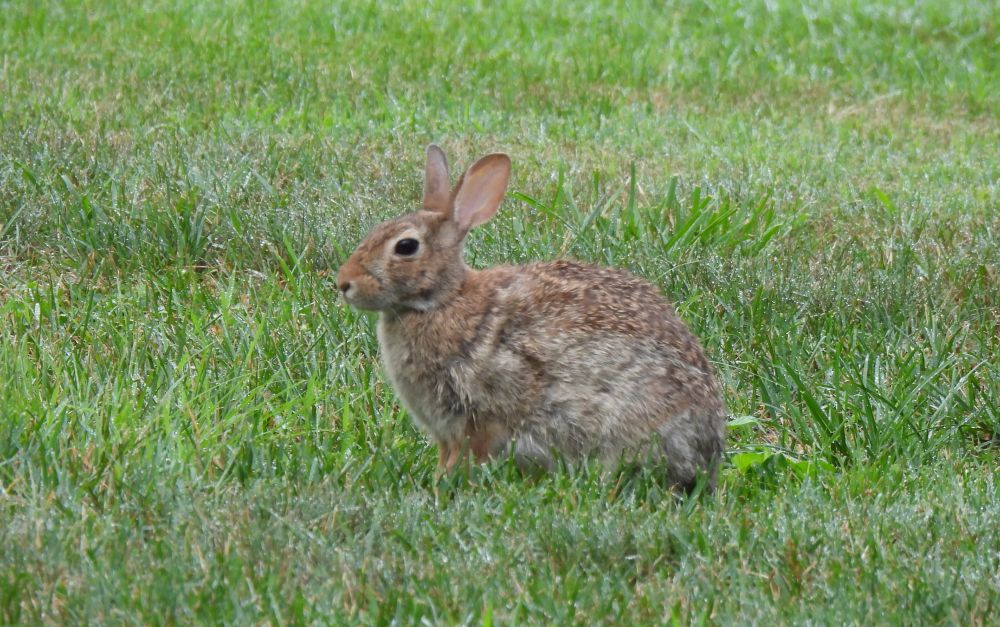 Eastern cottontail rabbit sitting in the grass, its closer ear turned toward me as it decides whether it should go back to grazing or hop away.