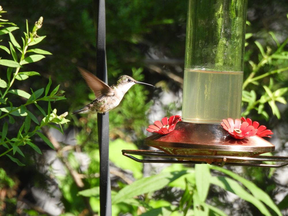 Female hummingbird flying toward the hummingbird feeder
