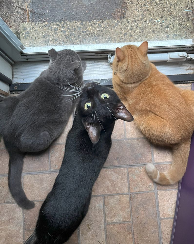 Overhead view of 3 cats at the storm door. On the left, laying down and staring out is a gray cat. Mirror image on the right is an orange boy with beige stripes at the tip of his tail. Center, looking up with his big green eyes is a black tuxie cat with expressive white whiskers.