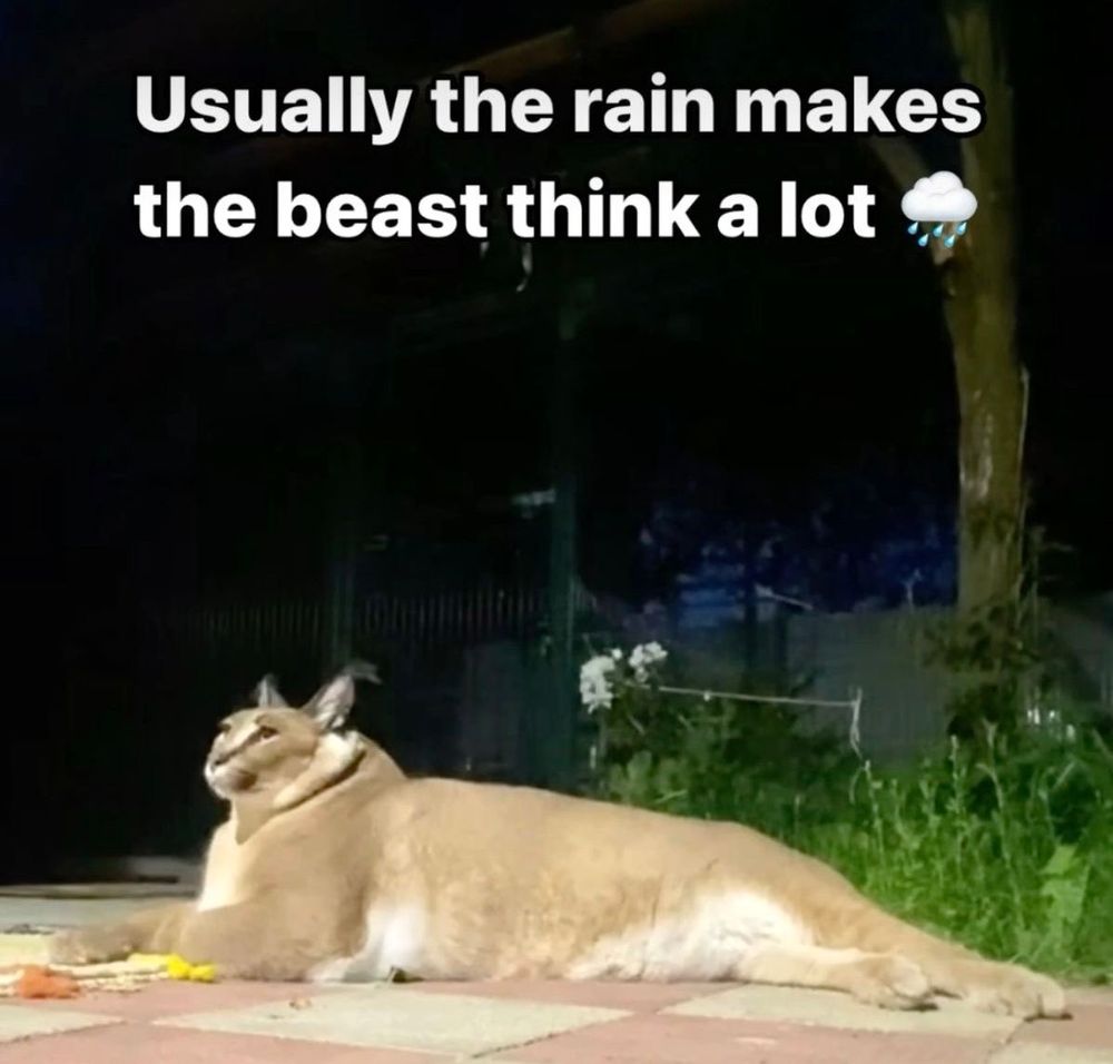 Usually the rain makes the beast think a lot 🌧