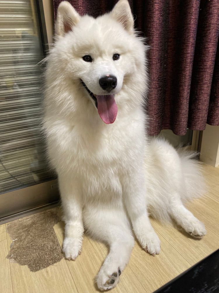 Samoyed dog sitting, smiling, with it's tongue out