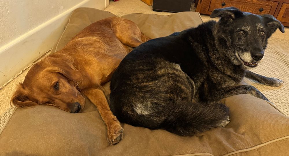 Two cuddlesome dogs share the same bed albeit reluctantly.