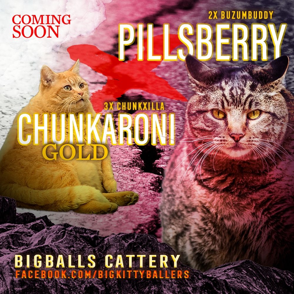 An extreme promo graphic for two big cats, a parody of those insane bully breeder graphics. The text says BigBalls Cattery: Pillsberry (2x Buzumbuddy) and Chunkaroni Gold (3x Chunkxilla). They're separated by the ground cracking in twain. 