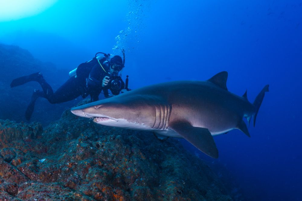 A diver holding a camera resides behind a grey nurse shark (Carcharias Taurus) underwater at wolf rock. 