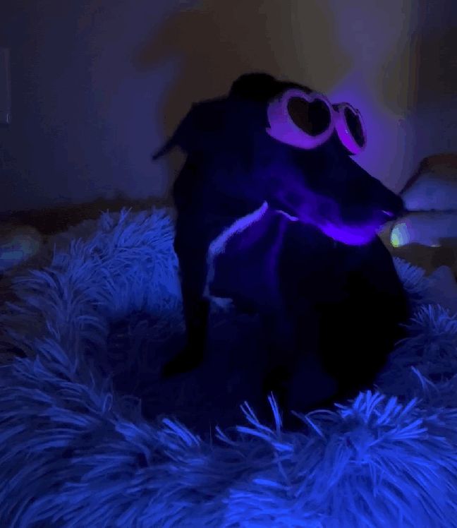 A little black dog looking brilliant in her heart shaped goggles. She's licking or eating some sort of treat out of a hand with a glowing yellow finger nail.