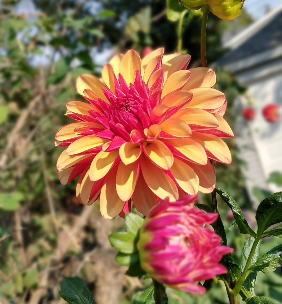 Gitts Crazy dahlia