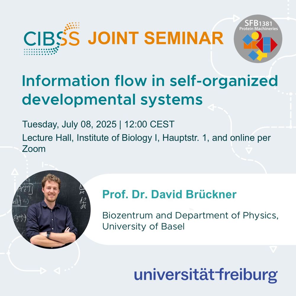 Seminar announcement for Thursday, July 08, 2024, from 12:00 to 13:00, in Freiburg, Institute of Biology I, Hauptstr. 1, and online via Zoom. Prof. David Brückner from the Biozentrum Basel will present his research on “information flow in self-organized developmental systems". The seminar will be held in a hybrid format.