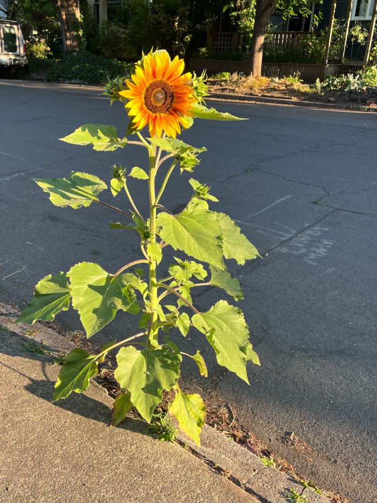 a sunflower in full bloom growing from a missing chunk of curb. 