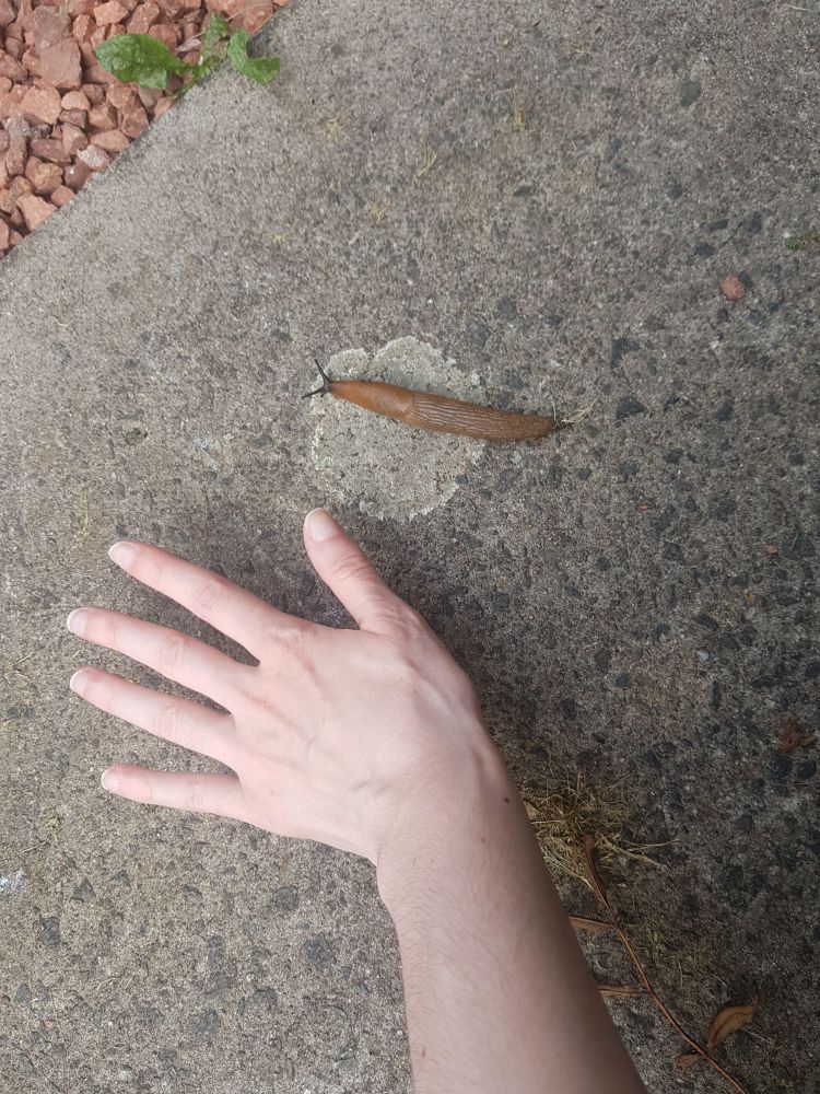 A giant slug crawling across concrete. A human hand is next to it