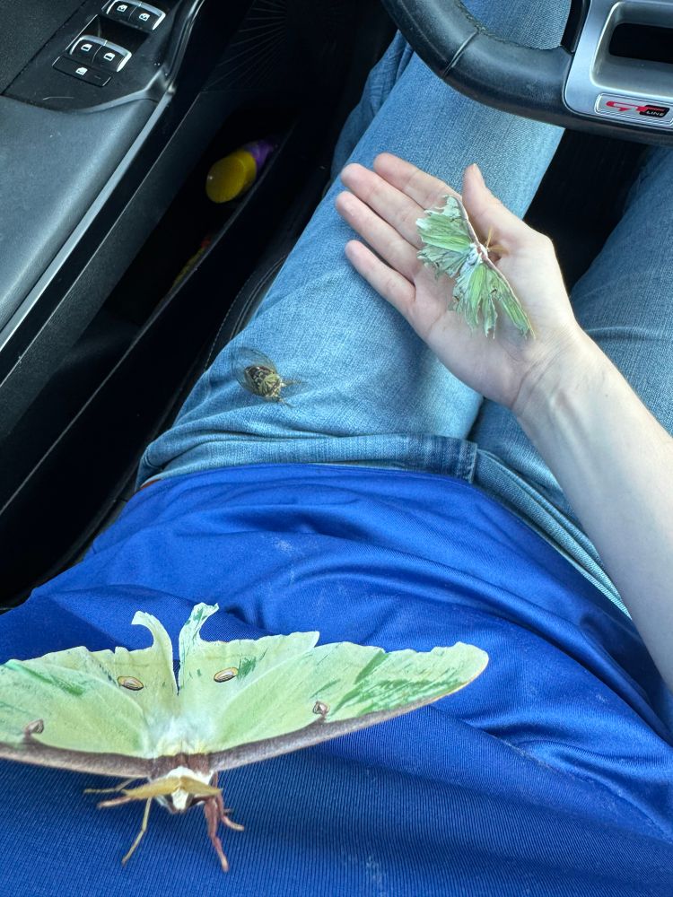 Two Luna moths and one cicada rescued from the air filters 