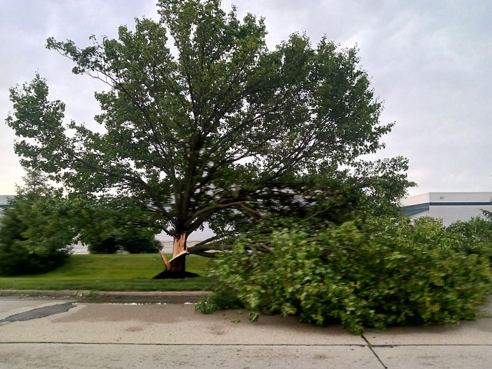 Section of large tree has fallen across roadway.