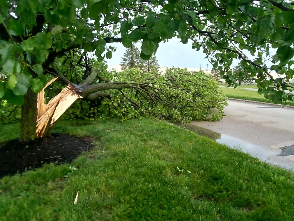 Tree trunk has been split by recent storm, leaving section of tree across roadway.