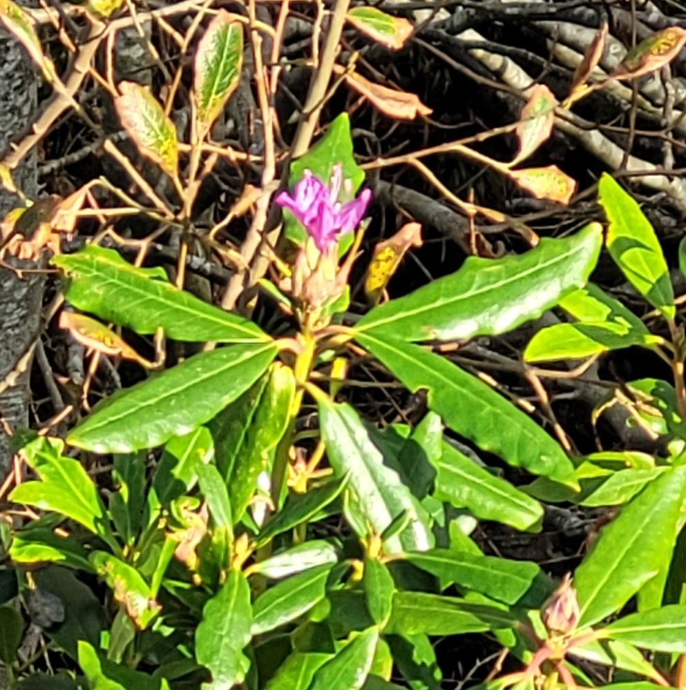 Common rhododendron flower