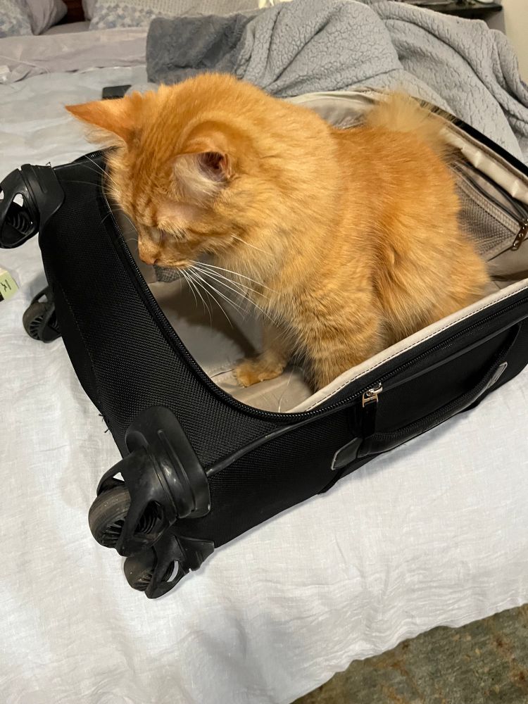 Orange cat in a suitcase 