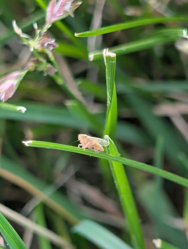 An insect that kinda looks like a cicada, but very tiny and pale sitting on a blade of grass