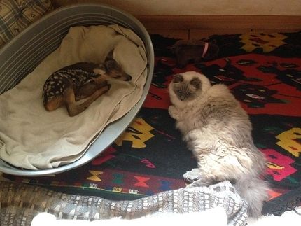 bro make some space in the dogbed wtf