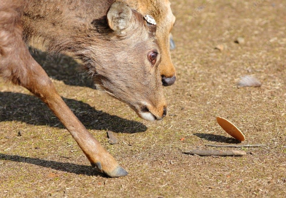 fuck you *lifts your cookie via telekinesis*