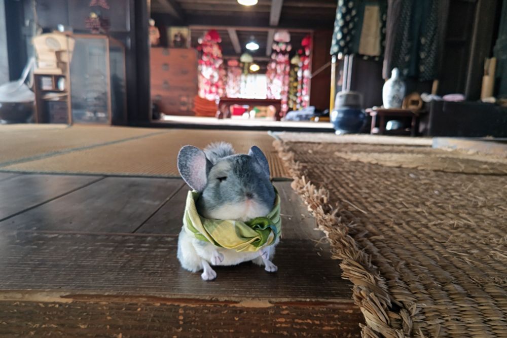 古民家でチンチラちゃんが佇んでいる